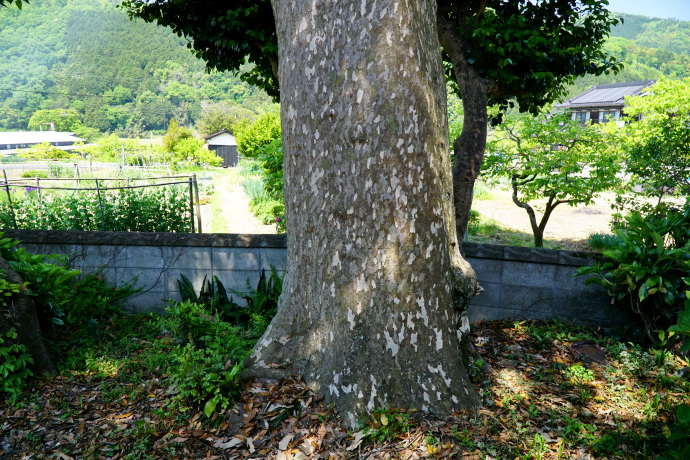 問屋のカゴノキ