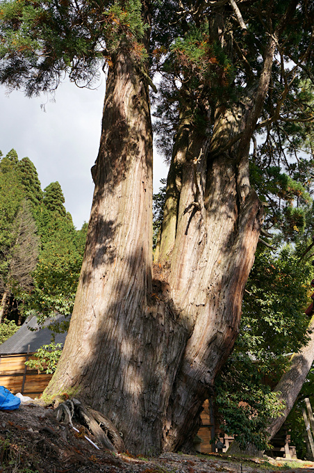 徳山神社の大杉