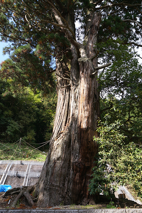 徳山神社の大杉