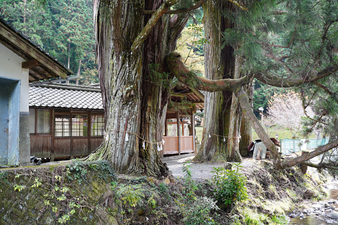 後谷神社のスギ