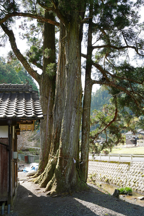 後谷神社のスギ