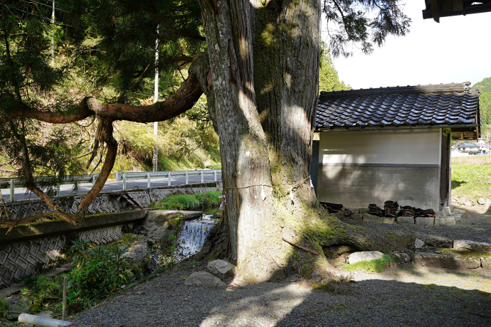 後谷神社のスギ