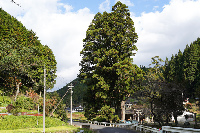 後谷神社のスギ