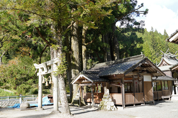 後谷神社のスギ