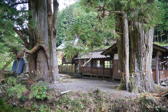 後谷神社のスギ