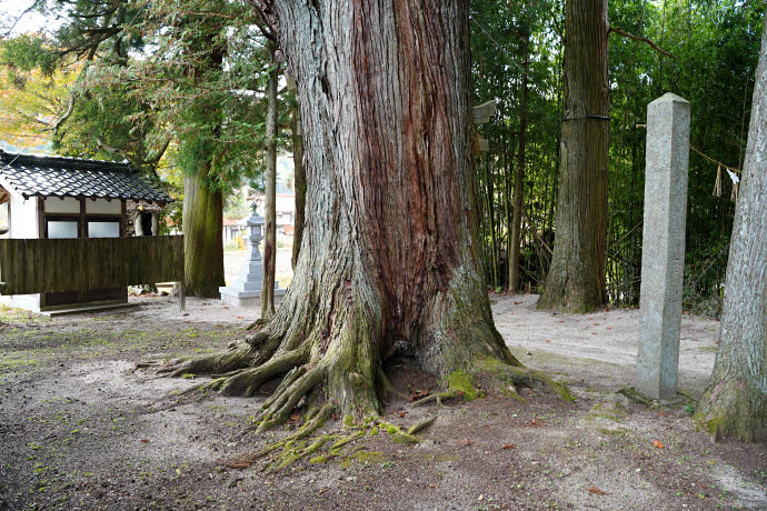 上湯川八幡神社のスギ（1）