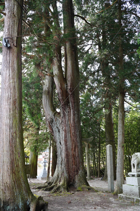 上湯川八幡神社のスギ（1）