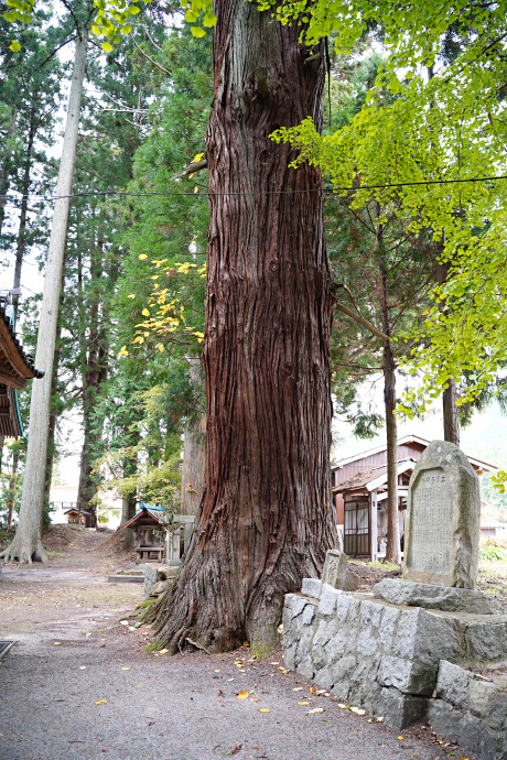 上湯川八幡神社のスギ（2）