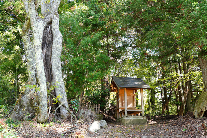 金屋子神社のシナノキ