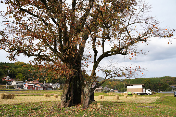 川北の大柿