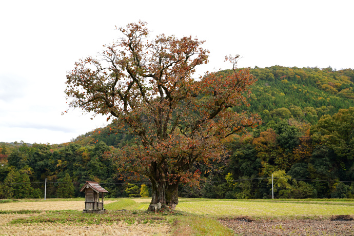 川北の大柿