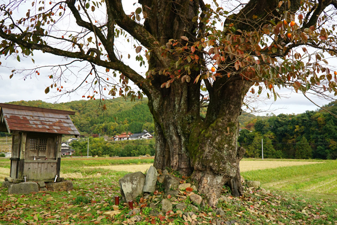 川北の大柿