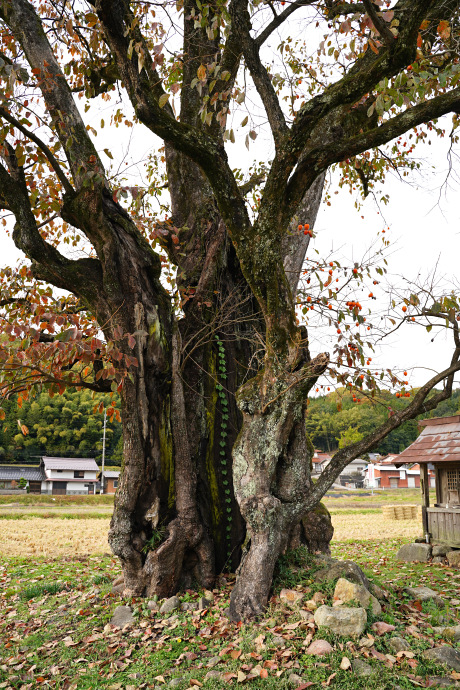 川北の大柿