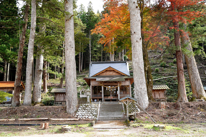 南の八幡神社社叢のモミ
