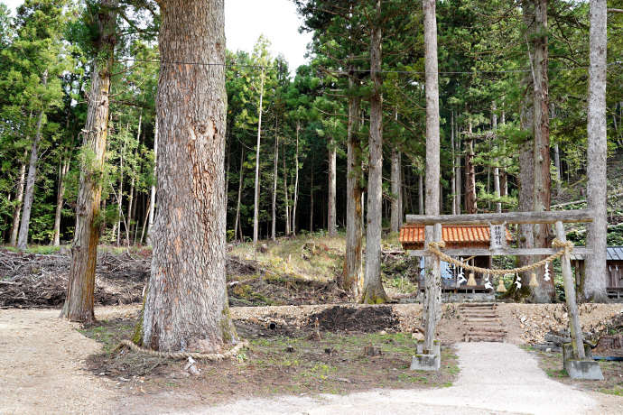 南の八幡神社のモミ（1）