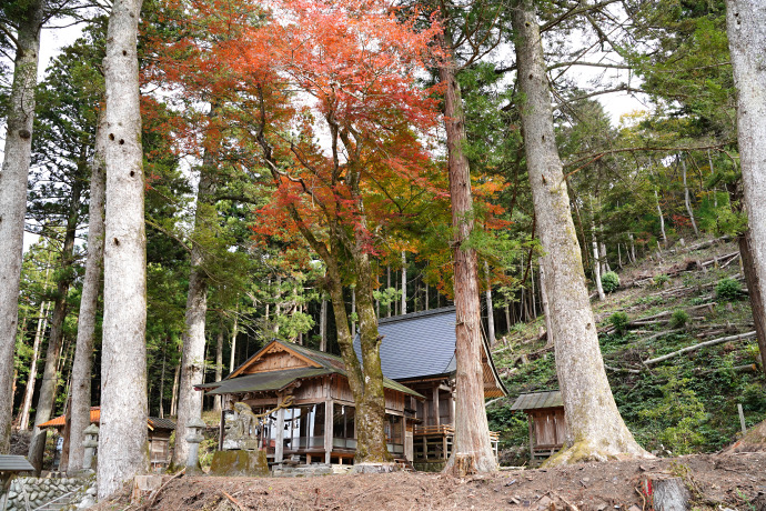 南の八幡神社社叢のモミジ