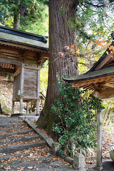 森脇八幡神社のスギ