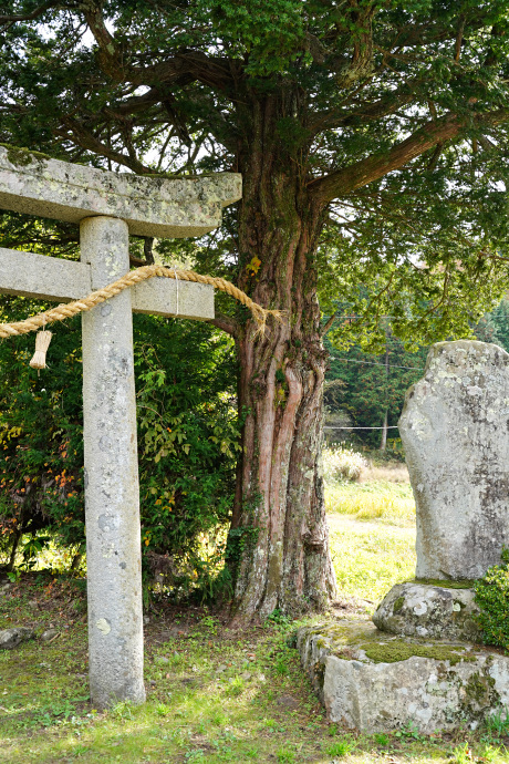 森脇八幡神社鳥居横のイチイ