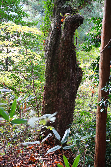 森脇八幡神社のトチノキ