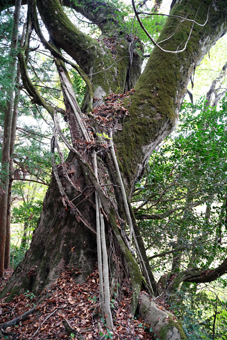 白鳥神社のケヤキ