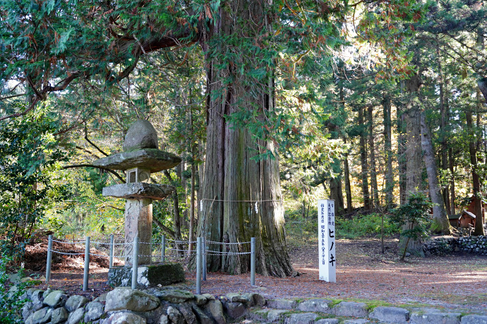 多賀山神社のヒノキ