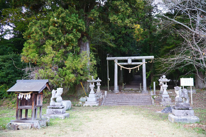 天満ヶ丸神社のスギ