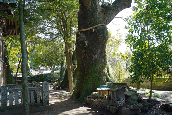 新野のクスの群生　大楠