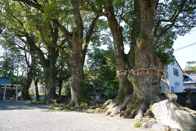 新野のクスの群生（右）