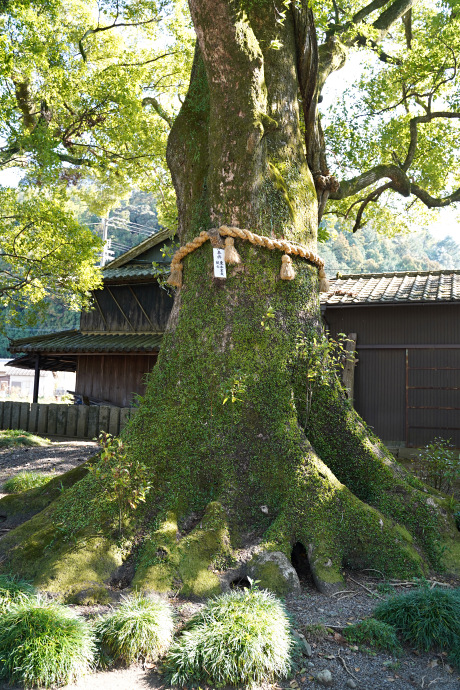 新野のクスの群生（8）