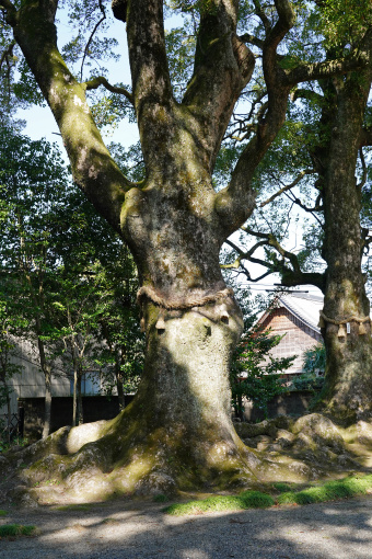 新野のクスの群生（3）