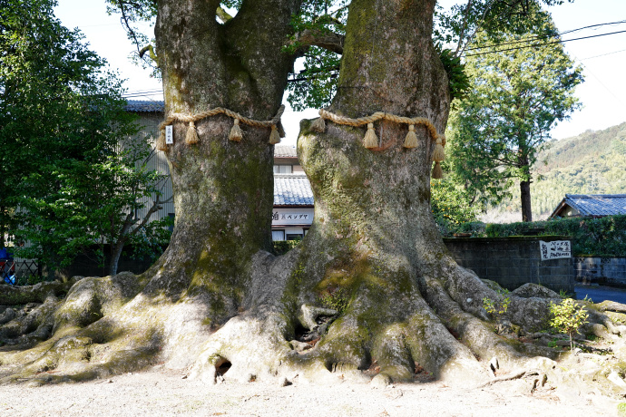 轟神社の夫婦楠