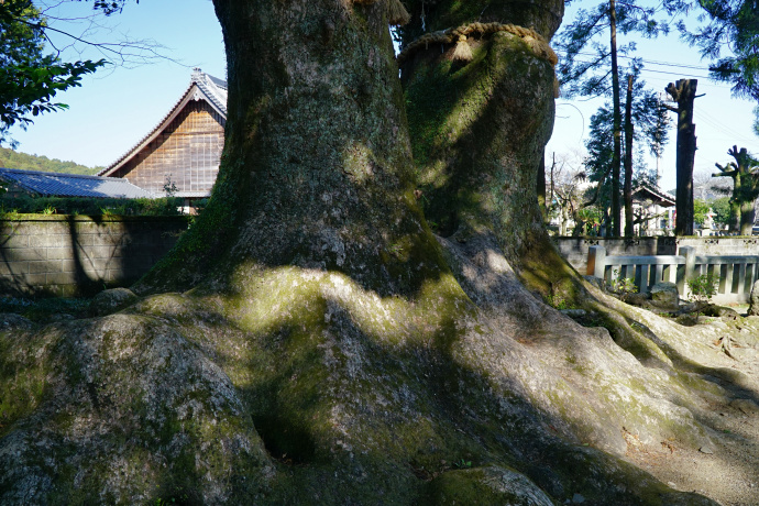 轟神社の夫婦楠