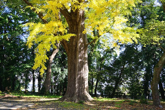 足代八幡神社のイチョウ