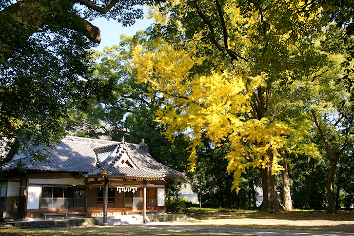 足代八幡神社拝殿とイチョウ