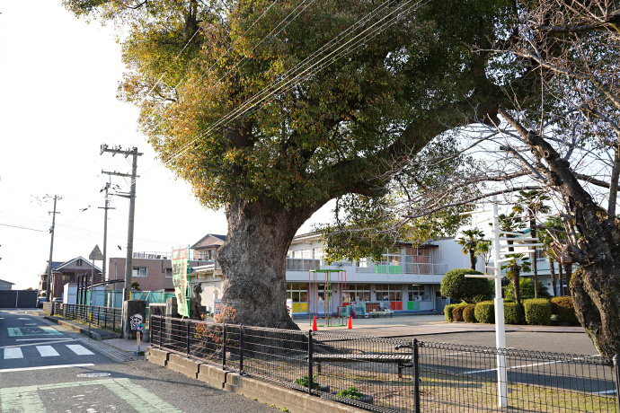 知恵島小学校のクスノキ