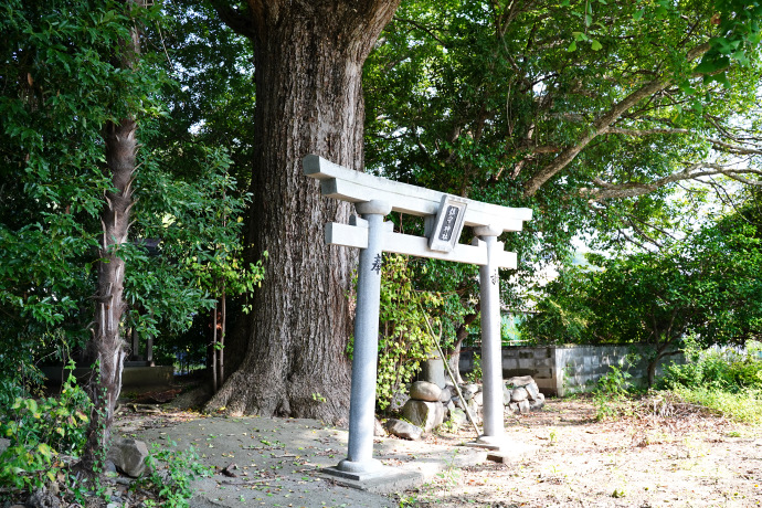 鎮守神社のイチョウ