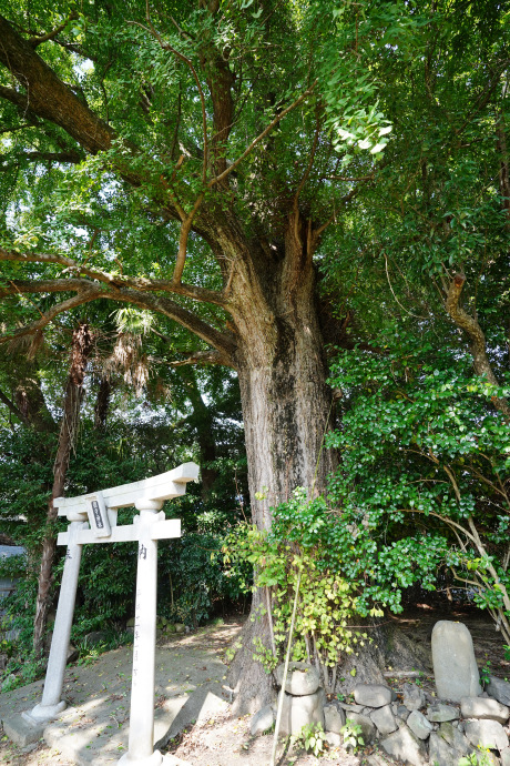 鎮守神社のイチョウ