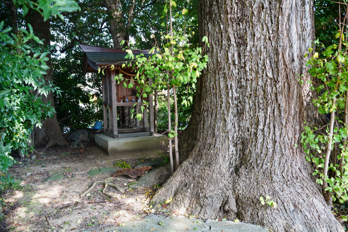 鎮守神社のイチョウ