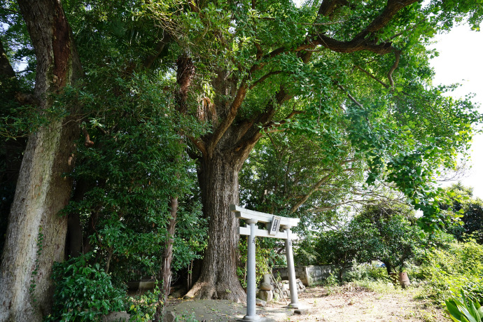 鎮守神社のイチョウ