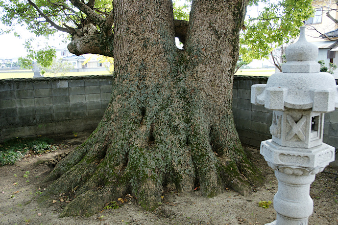 珍成集会所のクスノキ