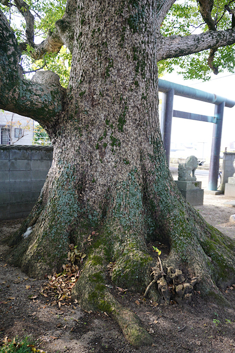 珍成集会所のクスノキ