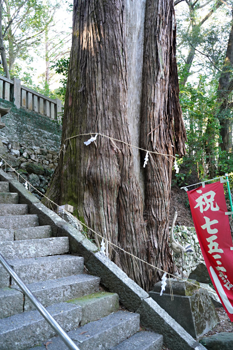 千代の大杉