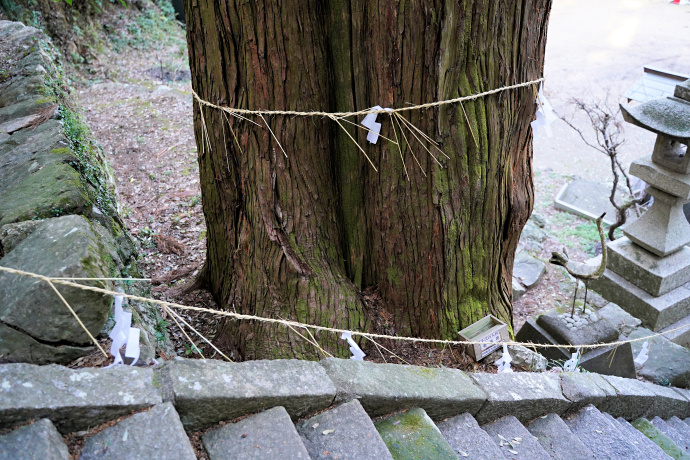 天神社千代の大杉