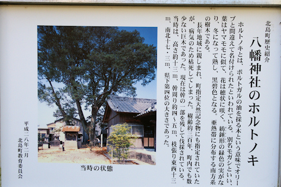 高房・八幡神社のホルトノキ説明板