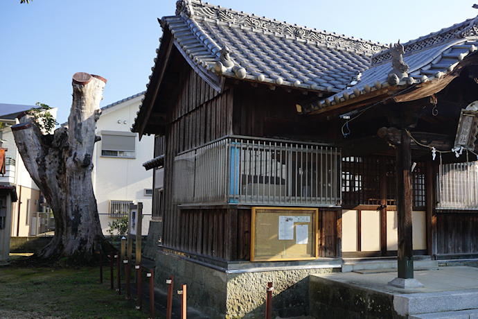 高房・八幡神社のホルトノキ