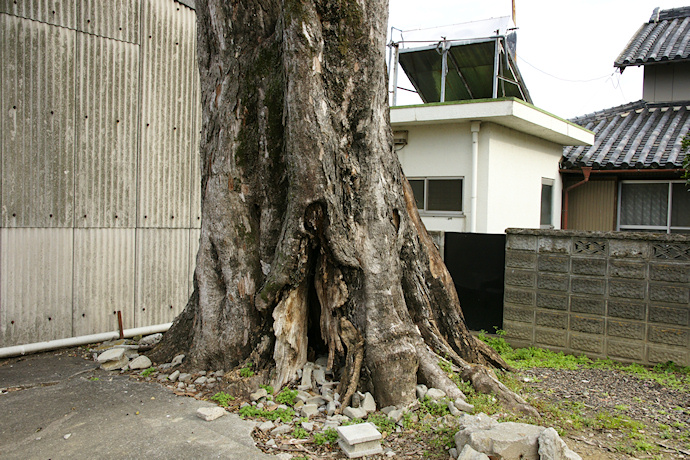 二ツ森神社のムクノキ