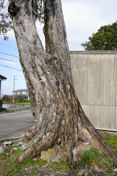 二ツ森神社のムクノキ