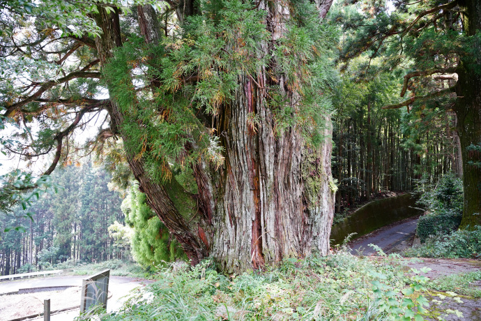 五所神社の大杉