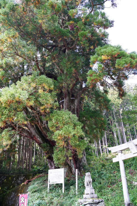 五所神社の大杉