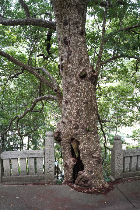 八幡寺のカゴノキ